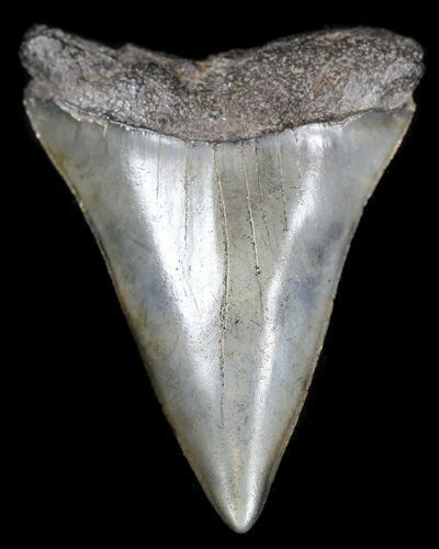 Fossil Mako Shark Tooth - South Carolina #35468